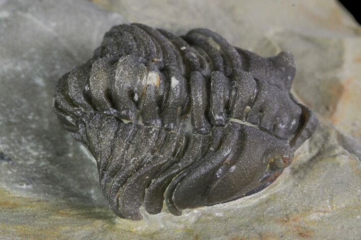 Lemureops Kilbeyi Trilobite - Fillmore Formation, Utah #138573